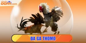 đá gà thomo