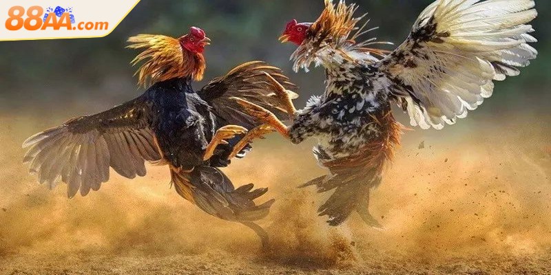 Luật Đá Gà Miền Bắc Là Gì? Tìm Hiểu Ngay Để Không Phạm Luật 2 Luật đá gà miền Bắc là bộ quy định chuẩn xác trong các trận gà chọi