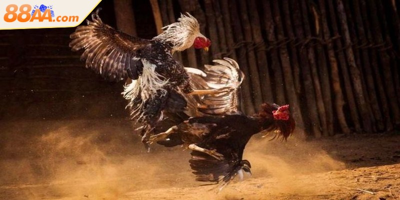 Luật Đá Gà Miền Bắc Là Gì? Tìm Hiểu Ngay Để Không Phạm Luật 3 Gà chọi tham gia thi đấu được chia theo cân nặng, gồm 3 hạng chính