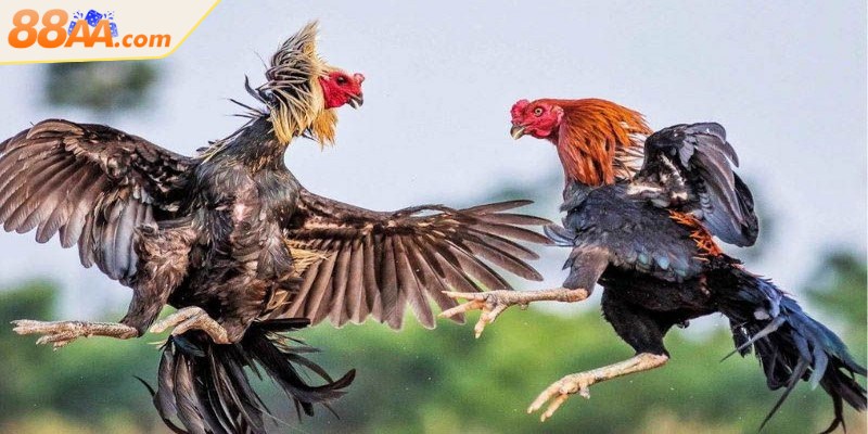 Luật Đá Gà Miền Nam - Những Điều Anh Em Sư Kê Cần Biết 2 Luật đá gà miền Nam quy định chặt chẽ về các hình thức thi đấu